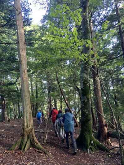 和佐又キャンプ場に続く気持ちの良い道