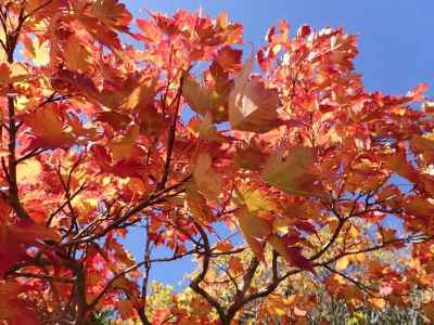 紅葉がみごと 