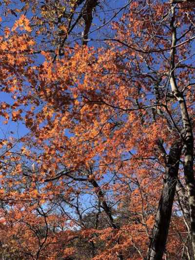 コハウチワカエデの紅葉