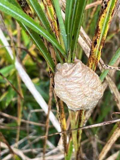 カマキリの卵塊発見！！ 