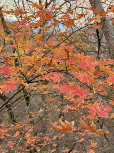 紅葉あでやか 