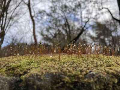 苔の胞子、水滴の輝き 