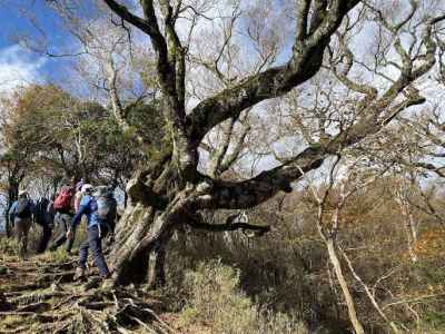 山頂に近づき巨木ブナ登場 