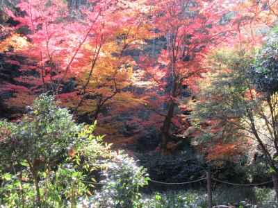 広徳寺境内の紅葉 