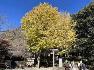 葛原岡神社のイチョウ 