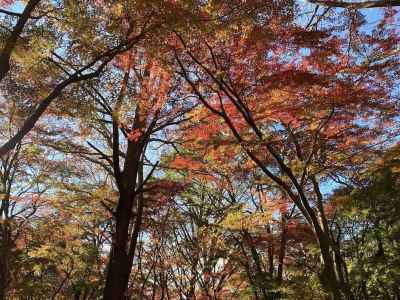 獅子舞の紅葉 