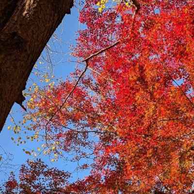 青空に映える紅葉 