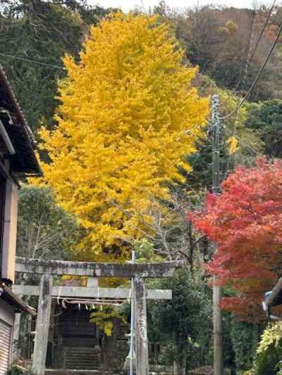 神社のイチョウ 