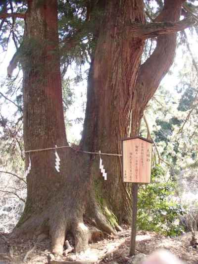 樹齢500年超の夫婦杉 