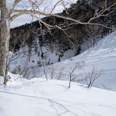 疎林帯に安定した良い雪