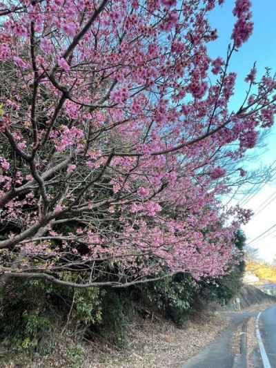 下山後の河津桜 
