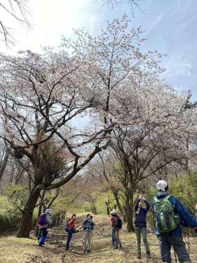 くだりは山桜を観察しながら