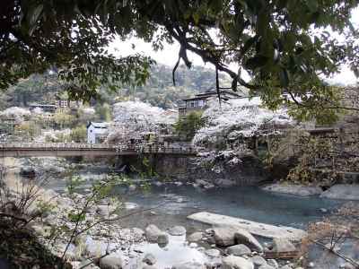 湯本の桜は満開 