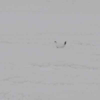 冬毛の雷鳥