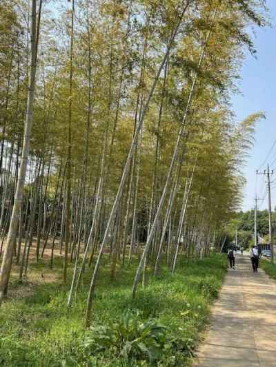 小幡城跡に向かうのどかな道