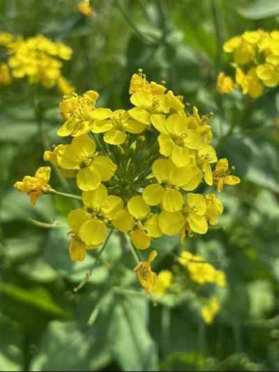 菜の花が咲き誇る 