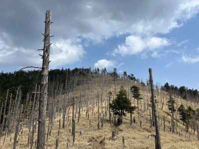 縞枯れの立木が壮観でした。縞枯れの立木の先が、牛奥ノ雁ヶ腹摺山