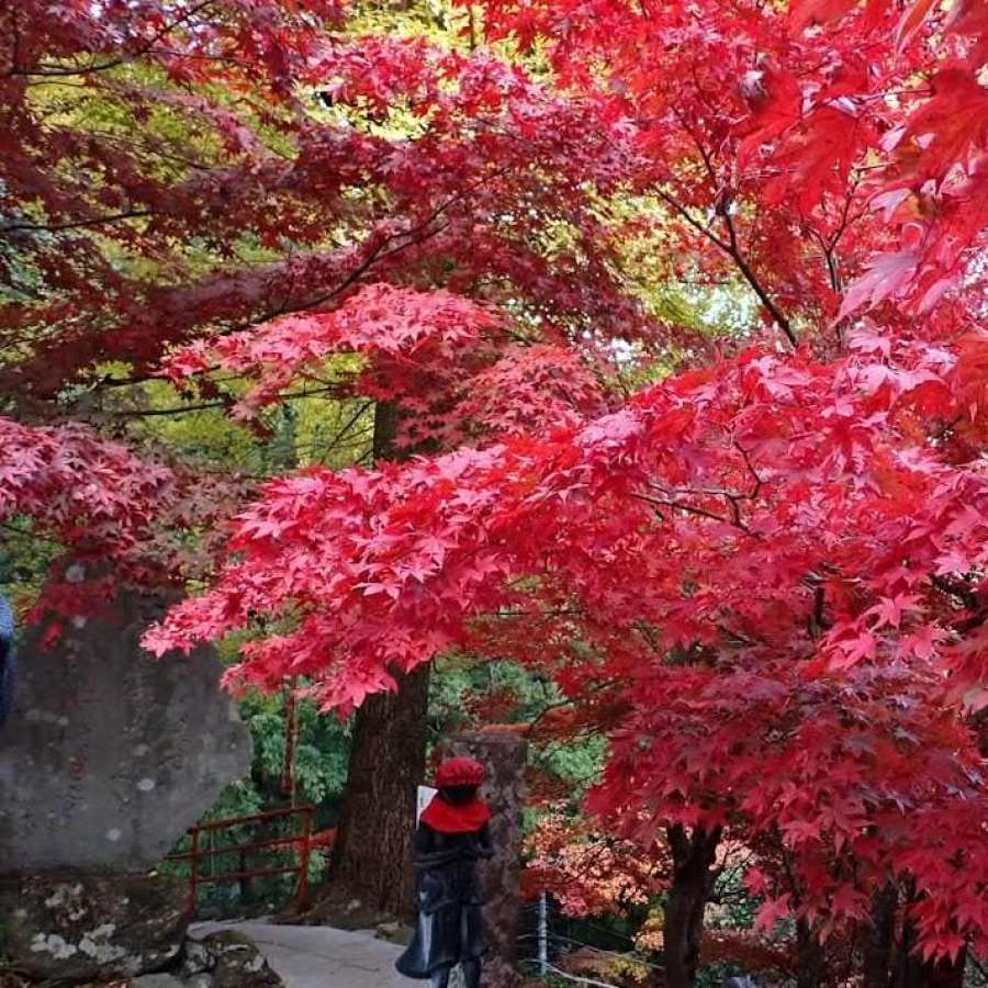 大山寺の紅葉