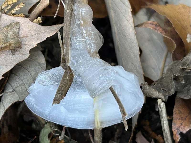 シモバシラの可憐な氷華を探しに大洞山を訪ねた