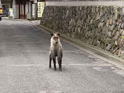街中でカモシカと遭遇 