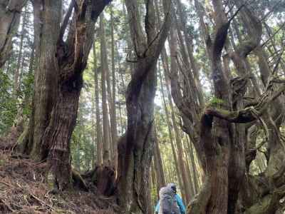 吉村家の防風林（樹齢500年の大杉） 