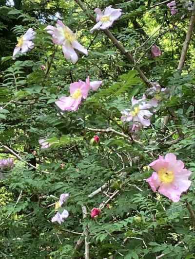 沢山咲いている 