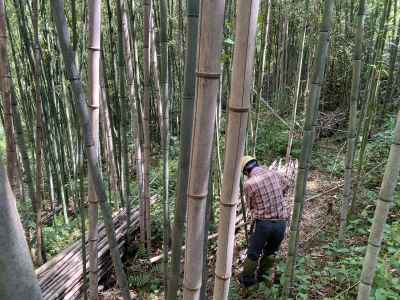 倒した竹は３ｍ程度に玉切り 