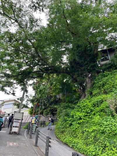 神代ケヤキ。日本武尊が東征の際に植えたという伝説が残る 
