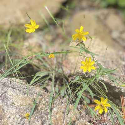 小さな花に癒されて下山を急ぐ
