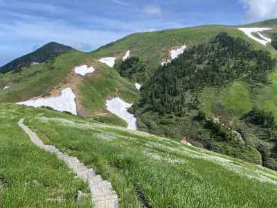 ワタスゲの絨毯を通る登山道 