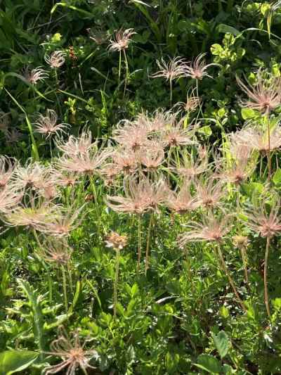 花のあとも可愛いチングルマ 