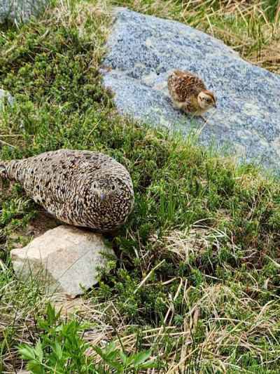 雷鳥の親子に癒される&nbsp;