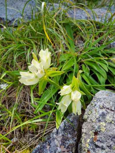 トウヤクリンドウ (リンドウ科)&nbsp;