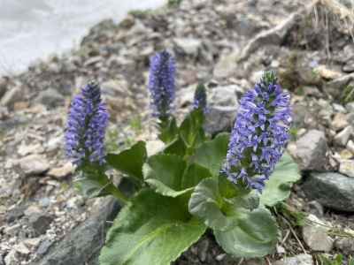 ウルップソウ（ウルップソウ科）