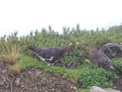 ライチョウのつがい