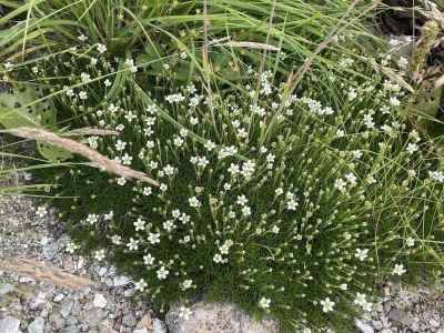 タカネツメクサ（ナデシコ科）&nbsp;