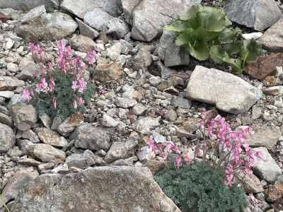 コマクサ（ケシ科）&nbsp;