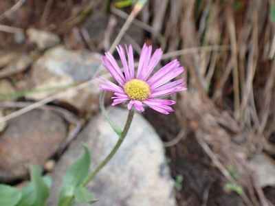 ミヤマアズマギク&nbsp;