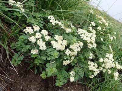 マルバシモツケ&nbsp;