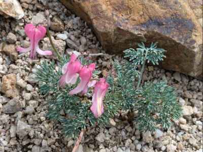 砂礫地に咲くコマクサ&nbsp;