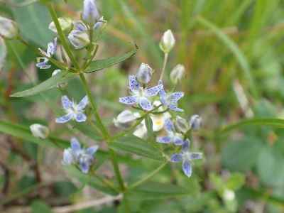 ハッポウタカネセンブリ&nbsp;