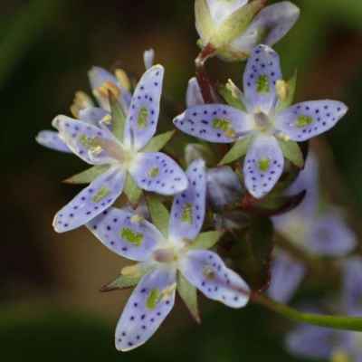 ハッポウタカネセンブリ（固有種）&nbsp;