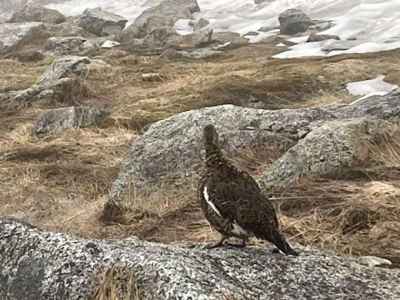 雷鳥に会えた&nbsp;