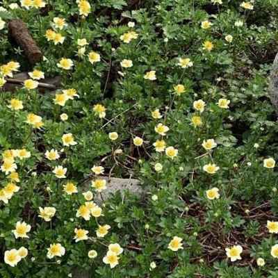 白いチングルマも咲いていた&nbsp;