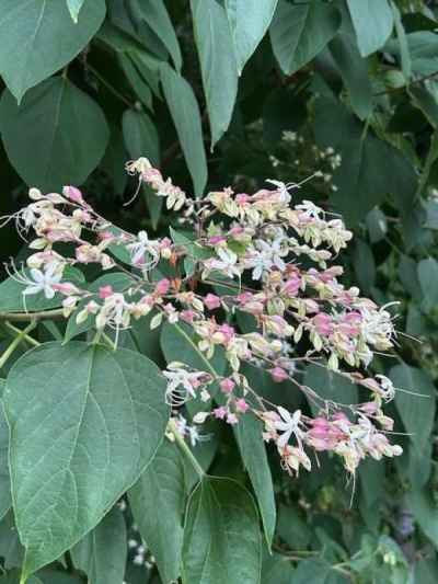 甘い香りのクサギ&nbsp;