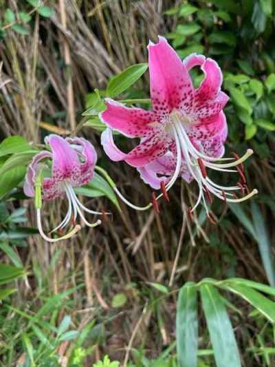 鹿の子百合&nbsp;