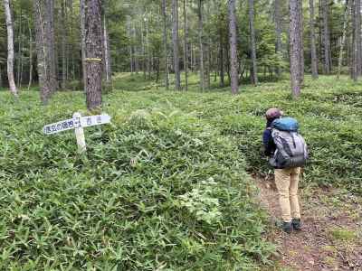 ササとカラマツの登山道 