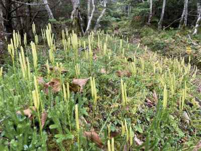 ヒカゲノカズラ（シダ植物） 