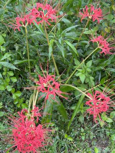 曼殊沙華 