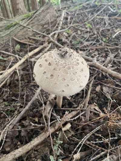 オオシロカラカサタケ 